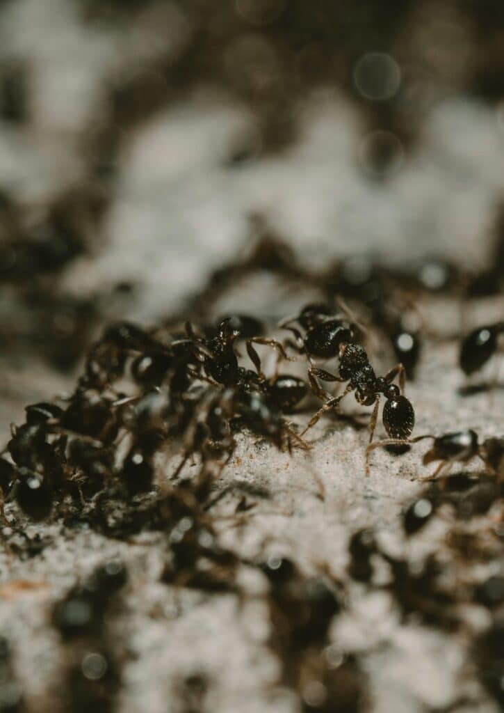 Fourmis noires : Gros plan macro sur une colonie grouillante Gros plan macro sombre d'une colonie de fourmis noires grouillant sur une surface grise rugueuse. Une ouvrière est nette au centre, entourée de bokeh.