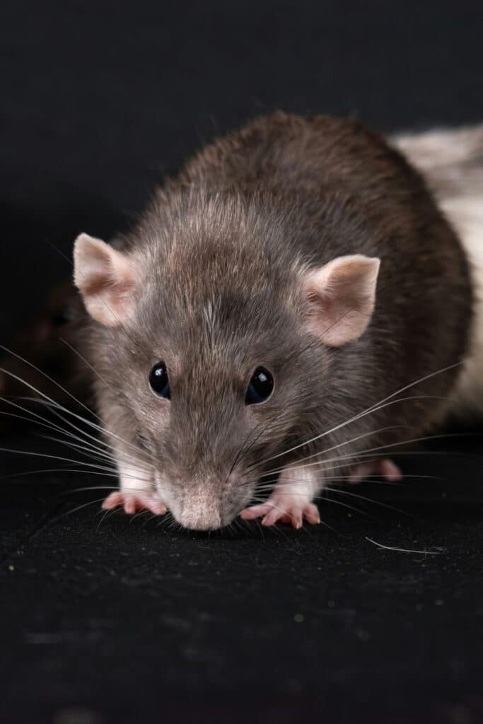Rat domestique gris : Portrait d'un rongeur curieux Gros plan d'un rat domestique gris (fancy rat) aux yeux noirs vifs, accroupi sur fond sombre. Il tend le museau, ses moustaches sont étalées.