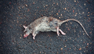 Rat gris mort, ensanglanté, gisant sur une surface foncée, humide et granuleuse, probablement de l'asphalte ou du bitume.