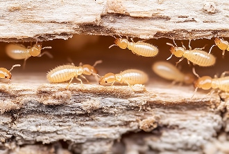 Gros plan sur des termites ouvrières de couleur claire dans une galerie de bois, créant des dégâts structurels.
